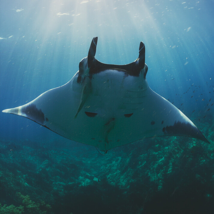Mantarog zwemt recht op de camera af, cephalische vinnen duidelijk zichtbaar, blauwe oceaan achtergrond