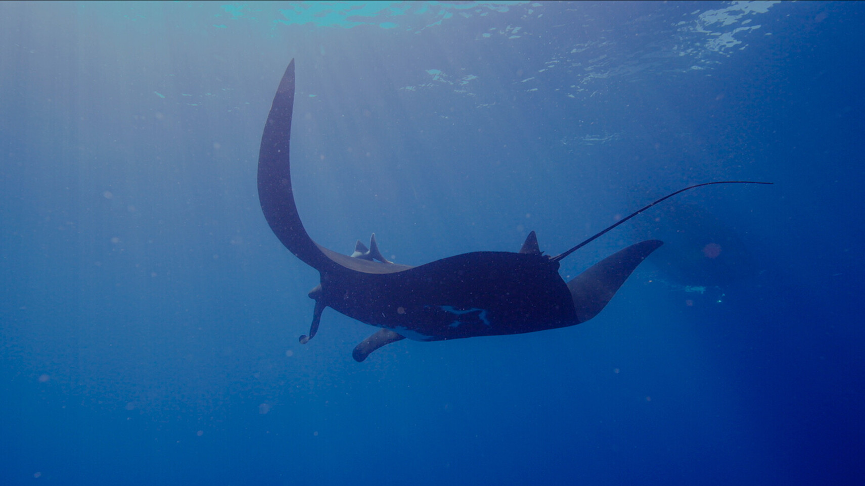 Mantarog in zijprofiel glijdt door diepblauw water, zonlicht schijnt van bovenaf door het oppervlak