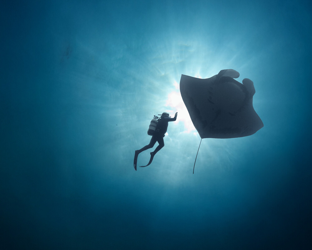 Duiker en mantarog als kleine silhouetten tegen stralend onderwaterlicht, staand formaat