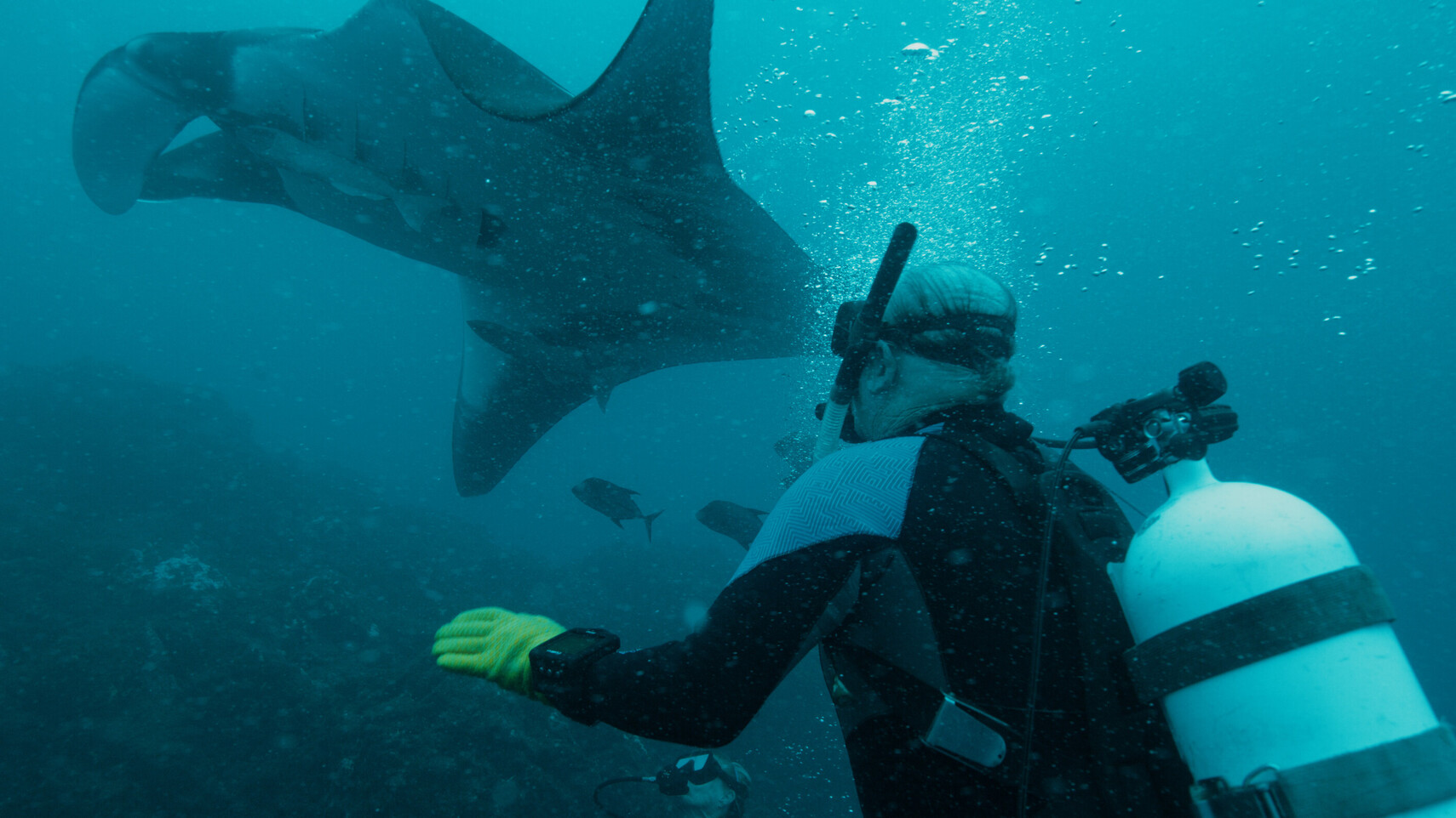 Bejaarde duiker met gele handschoen strekt arm uit terwijl een grote mantarog vlak langs zwemt
