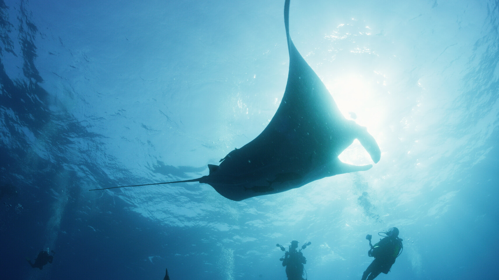 Mantarog als silhouet in tegenlicht, drie duikers observeren hem respectvol van onderaf
