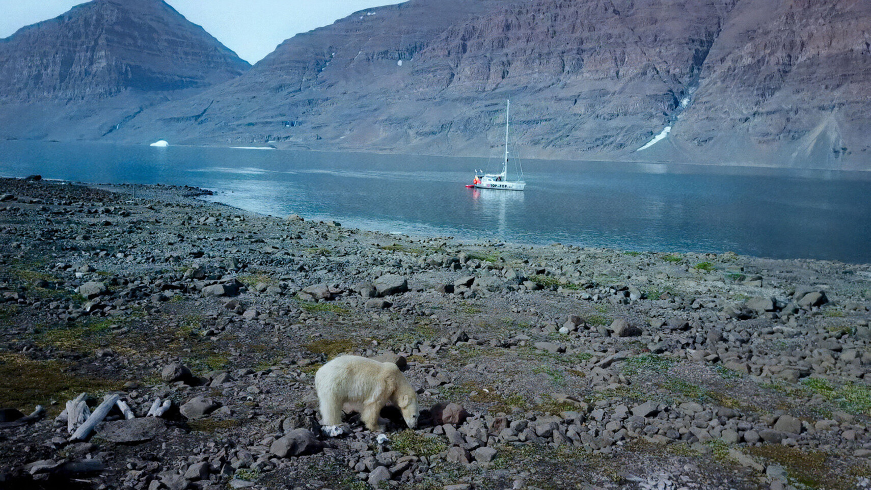 Ijsbeer wandelt langs een rotsachtige arctische kustlijn met het TOPtoTOP expeditiezeilboot van familie Schw&ouml;rer voor anker in een dramatische fjord in de Hoge Arctis